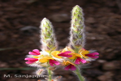 Alysicarpus pubescens